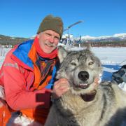  Yellowstone Wolves in 2015